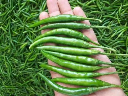 Green Chili